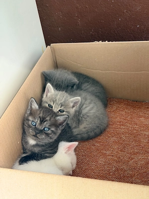 Britisch-Kurzhaar-Kitten suchen ein liebevolles Zuhause