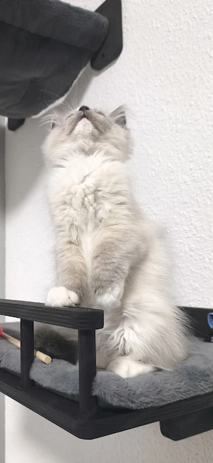 Liebevoller Ragdoll Kater Milo sucht sein Traumzuhause     