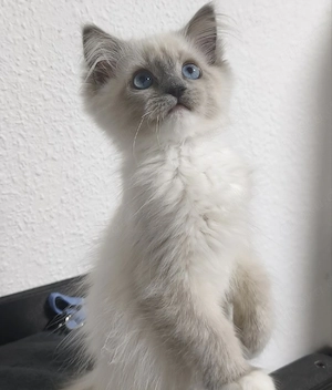 Liebevoller Ragdoll Kater Milo sucht sein Traumzuhause     
