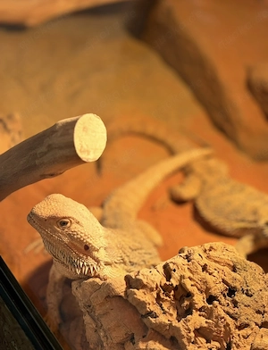 Bartagame (Männchen) mit Terrarium und komplettem Zubehör zu verkaufen  Preis: 250   VB