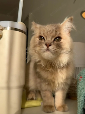 Britisch Langhaar Kitten