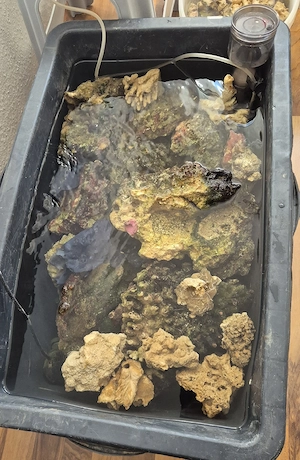 Lebendgestein, Riffgestein für Meerwasseraquarium 