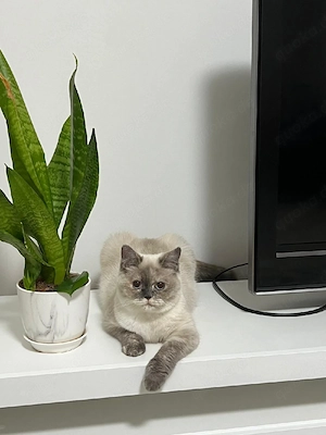 katzen verkauft 