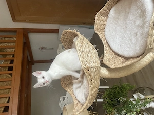 Liebes Zuhause für jungen Kater gesucht