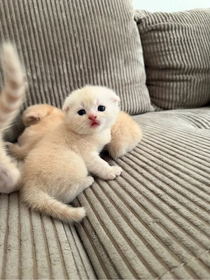 kitten sucht ein zuhause