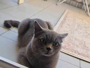 Kater.Britische kurz hair
