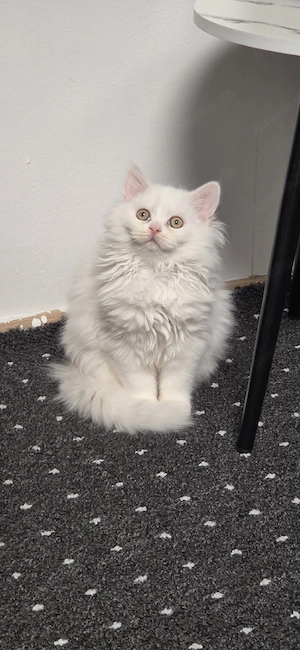 Zwei liebevolle Kätzchen abzugeben (Weibchen & Männchen)