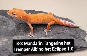 1.0 Leopardgecko Holdback Release 