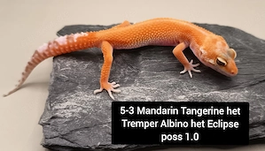 Leopardgecko NZ 2026 Männchen 4.0 Black Night & Wild het. Blizzard