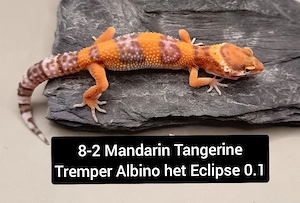 Leopardgecko Nachzuchten 0.1 Mandarin, Tangerine, Hypo & weitere