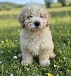 maltipoo rüde 
