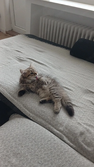 Maine coon  norwegische waldkatze