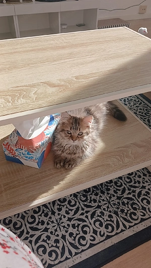 Maine coon  norwegische waldkatze