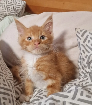 Maine Coon Kitten fast auszugsbereit