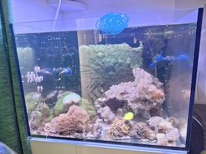 Meerwasseraquarium 