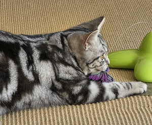 Wiskas Kater sucht ein neues Zuhause 
