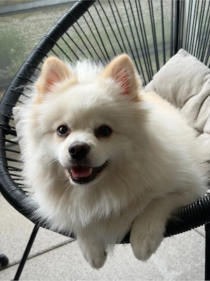  Simba sucht ein  Zuhause 