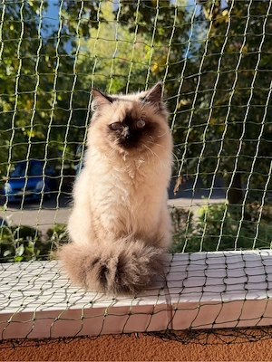 kleine Ragdoll Katze sucht liebevolles Zuhause