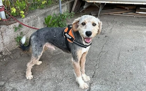 Cleverer und liebenswerter Familienhund Conrad sucht Zuhause