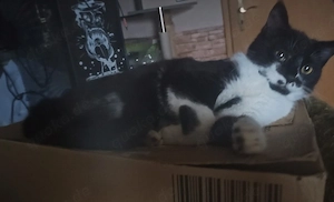 Verschmuster Maine-Coon-Mischling (2,5 Jahre) abzugeben