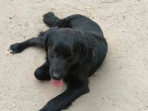 Ländliches Zuhause für Josie gesucht