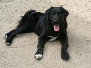 Ländliches Zuhause für Josie gesucht