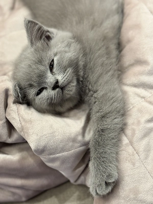 Britisch Kurzhaar Kitten
