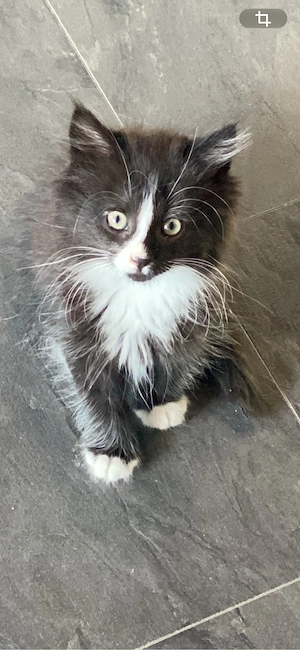 Maine Coon Maus   