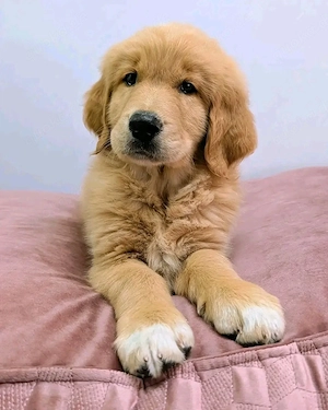 4 Golden Retriever Welpen noch da 