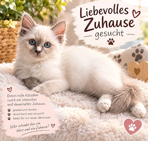 Heilige Birma Kitten (Katzen)