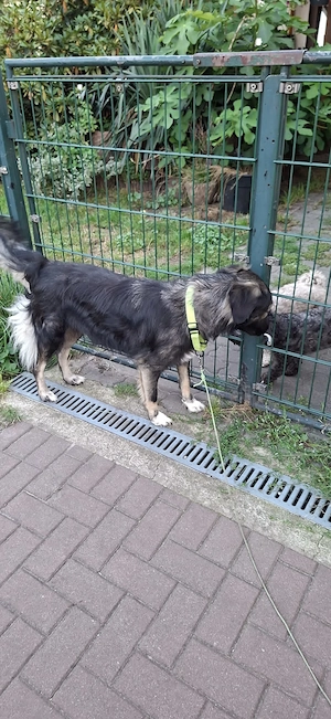 Traumhündin Sarah sucht ihr Für immer Zuhause