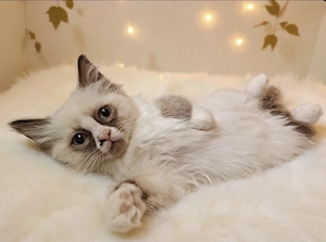 Liebes Zuhause für Ragdoll Mädchen gesucht 