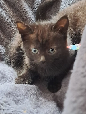 Katzenbabys BKH Mix 