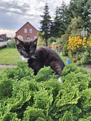 Katzenbabys BKH Mix 