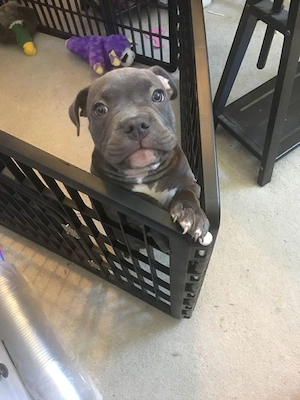 Wunderschöne American-Pitbull-Terrier-Welpen
