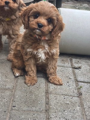 Cavapoo suchen ein neues Zuhause 