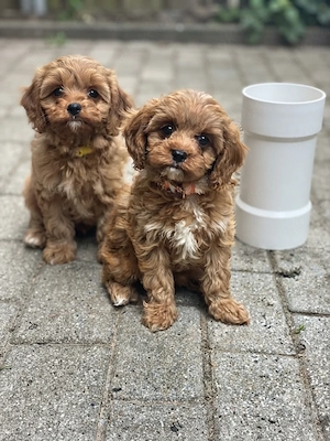 Cavapoo suchen ein neues Zuhause 