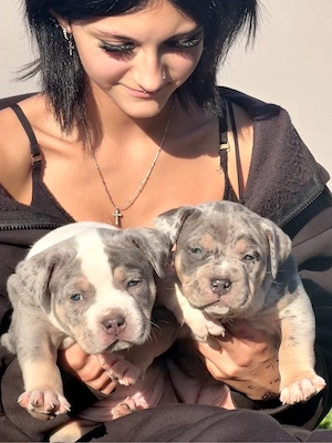 American Bully