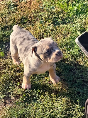 American Bully Bild 6