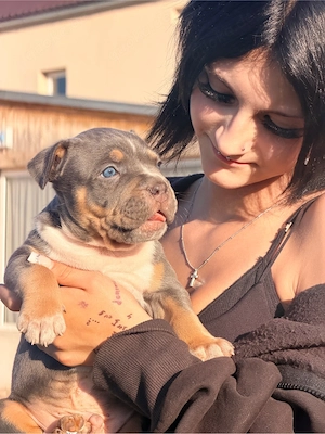 American Bully Bild 5