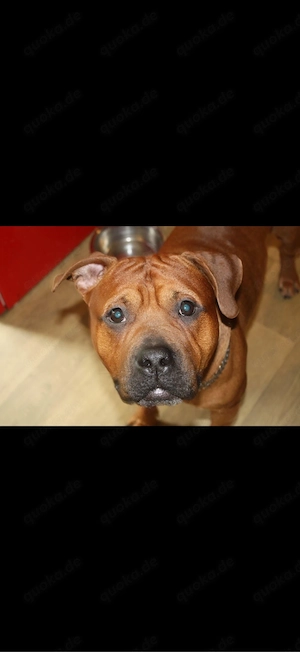    Balu sucht ein neues Zuhause   