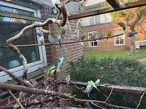 Wellensittiche & Nymphensittiche   verschiedene Farben, Alter & Geschlechter