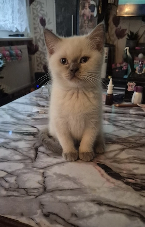 Bkh kitten ( 3 Jungs) 