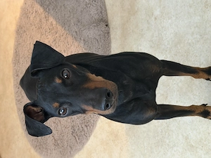 Manchester Terrier Charlie 