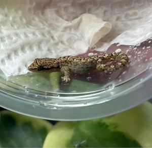 Jungferngecko Jungtiere DNZ (Lepidodactylus lugubris)