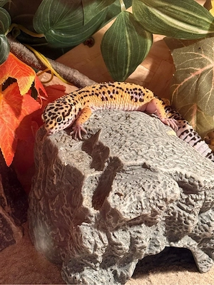 Leopardgecko Weibchen 