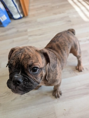 Old Englisch Bulldogge x Französische Bulldogge 