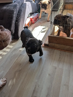 Old Englisch Bulldogge x Französische Bulldogge 