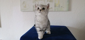 Britisch Kurzhaar BKH Kitten 
