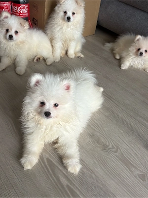 Zwergspitz -Pomerainian Welpen 